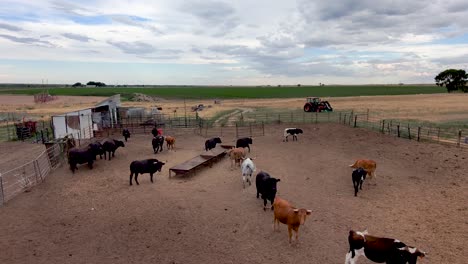 very short dolly over the fence into a pen of bulls and steers