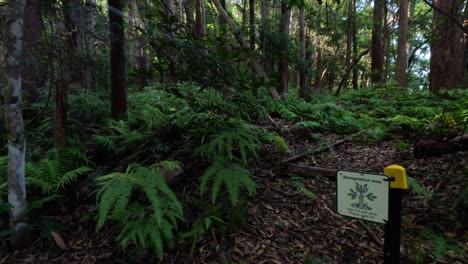 un paseo por un bosque exuberante lleno de helechos