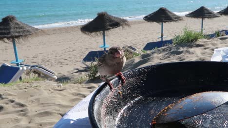 sweet bird at the beach near paella plate, marbella spain