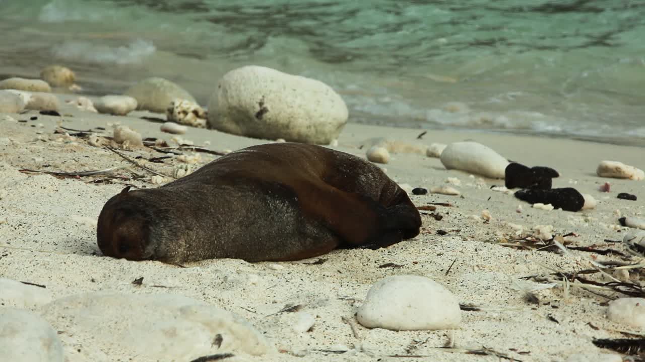 joven león marino de galápagos acostado durmiendo en la arena acostado en la playa en las islas galápagos