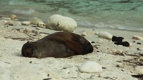 Joven-León-Marino-De-Galápagos-Acostado-Durmiendo-En-La-Arena-Acostado-En-La-Playa-En-Las-Islas-Galápagos