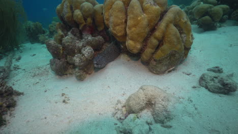 una anguila morena manchada nada a través del coral en un arrecife del caribe y emerge de una grieta