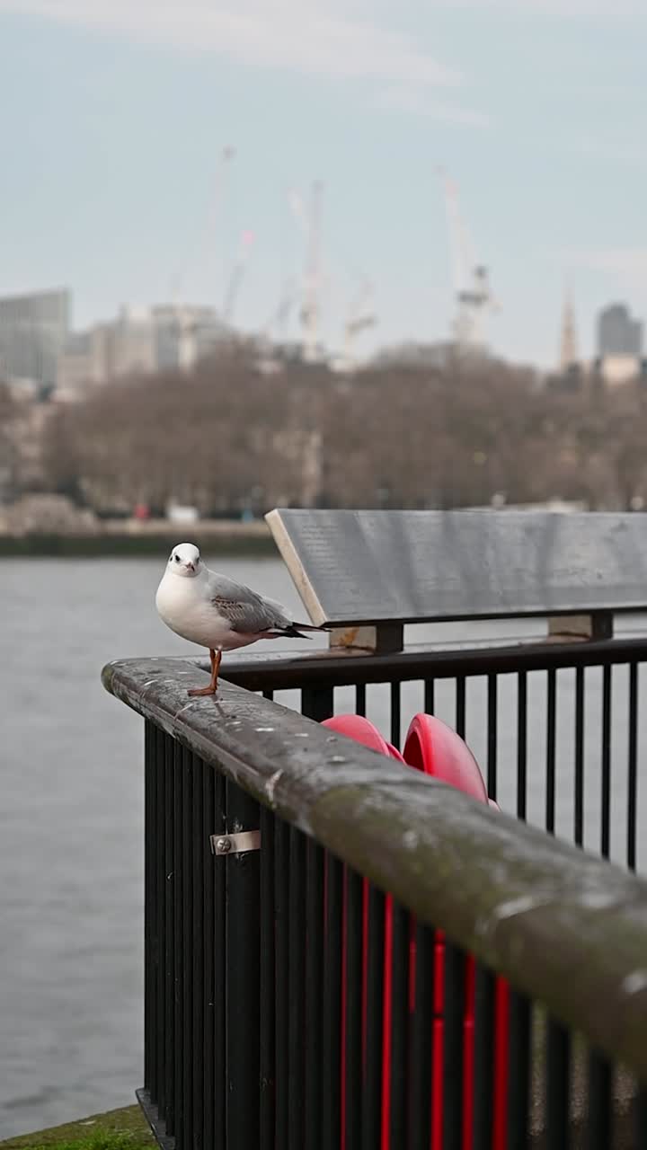 Seagull in the south of London