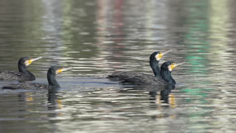 some cormorants swimming around in a lake enjoying the warm sunshine in between fishing