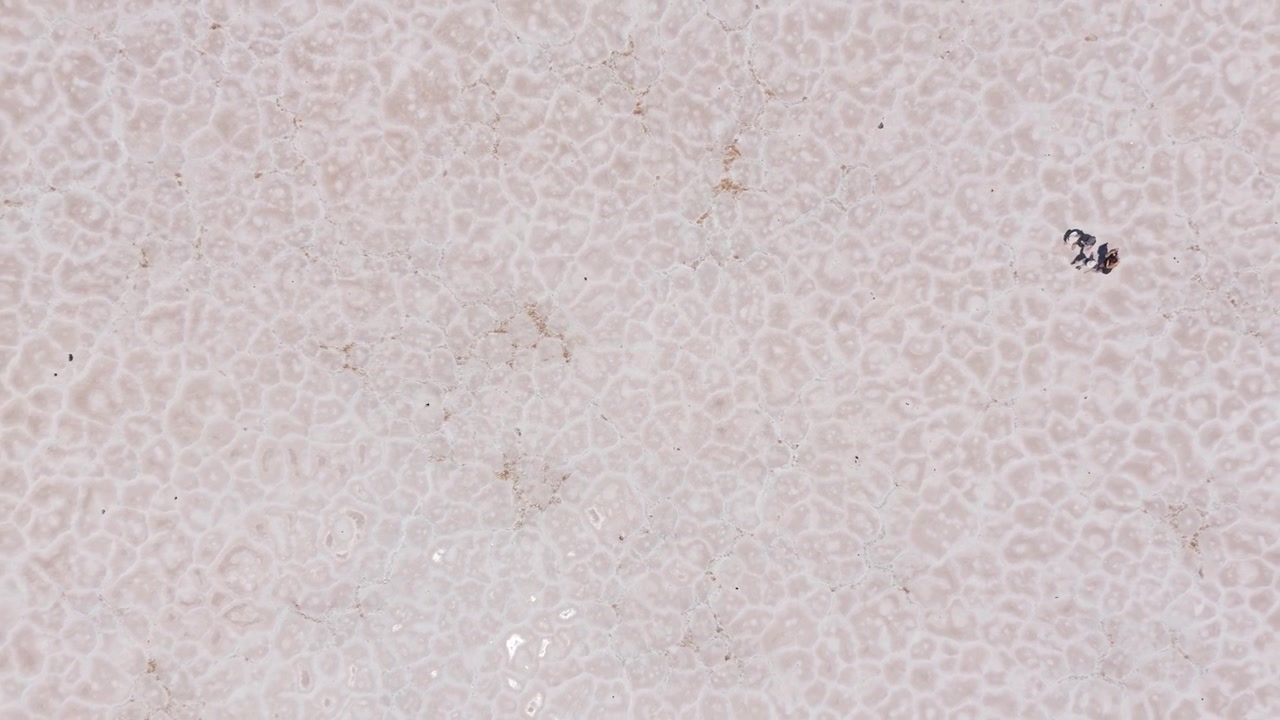 Top down drone of cracked salt crust texture in Salinas Grandes, aerial ascend