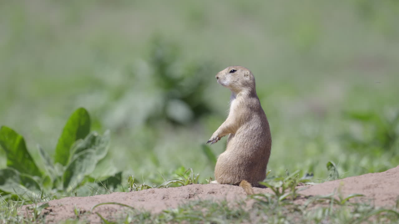 Black-tailed prairie dog adult on the lookout at the entrance of the burrow