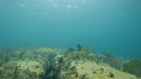 Coral-reef-bottom-with-some-fish-swimming-through-ocean-bottom-swaying-in-current