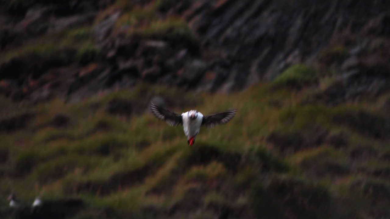 hermosa foto de seguimiento de un frailecillo tomando vuelo en la playa de arena negra de reynisfjara en islandia