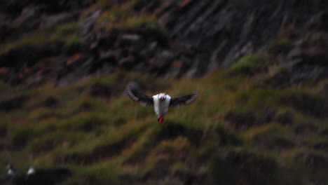 beautiful tracking shot of a puffin taking flight at reynisfjara black sand beach in iceland