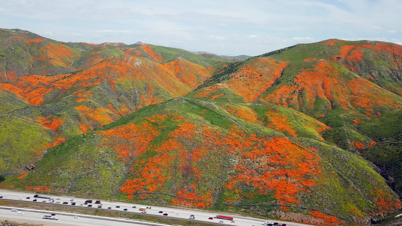 엘리노어 호수 (캘리포니아) 와 워커 캐니언 (i-15) 의 골든 포피 (golden poppy) 의 슈퍼 블루밍 (super bloom) 에 대한 공중 비행.