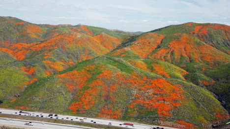 Sobrevuelo-Aéreo-De-La-Súper-Floración-De-Amapolas-Doradas-Junto-Al-Lago-Elsinore,-California-Y-El-Cañón-Walker-Junto-A-La-I15