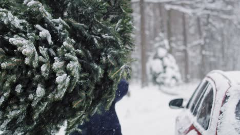 Man-with-senior-father-packing-Christmas-tree-on-the-car