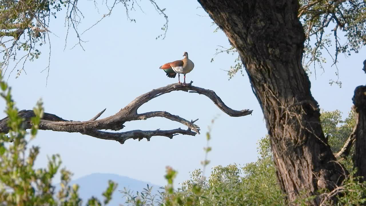 Static shot of a Egyptian Goose perched on a branch in Kruger National Park