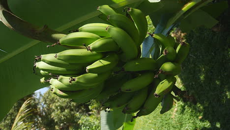 Slow-motion-left-tracking-close-up-of-a-bunch-of-green-bananas-growing-in-tropical-garden