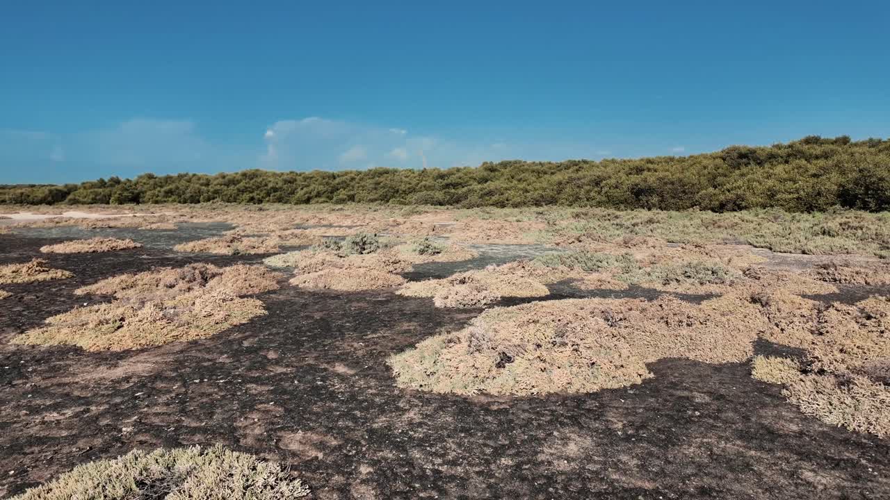 Walking into peaceful escape into nature at Al Zorah Mangrove in Ajman, UAE