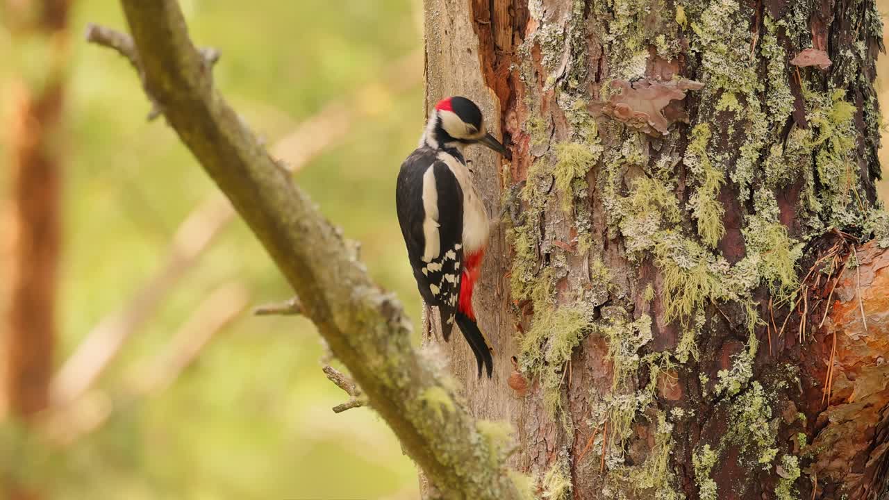 gran pájaro carpintero manchado en un árbol en busca de comida. gran carpintero manchado (dendrocopos major) es un carpintero de tamaño mediano con plumaje negro y blanco y una mancha roja en la parte inferior del vientre