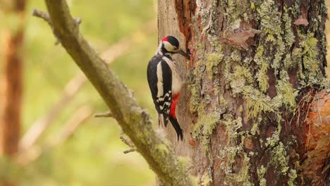 Great-spotted-woodpecker-bird-on-a-tree-looking-for-food.-Great-spotted-woodpecker-(Dendrocopos-major)-is-a-medium-sized-woodpecker-with-pied-black-and-white-plumage-and-a-red-patch-on-the-lower-belly