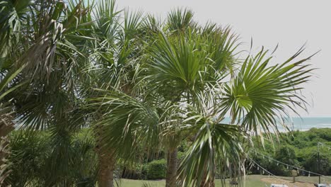 diverse species of palm trees grow near beach shoreline