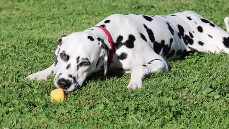 a dalmatian eats an ice cream on the meadow