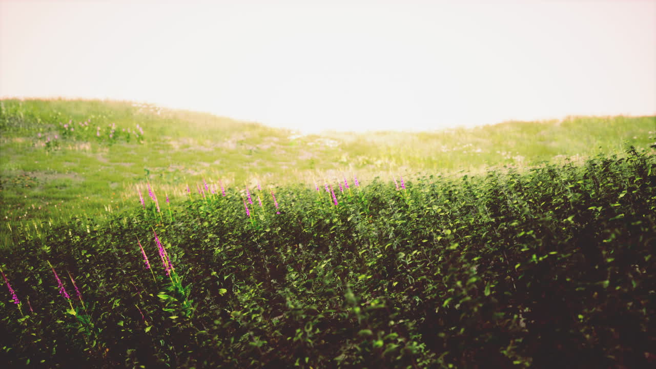 보라색 야생 꽃이 피는 평온한 초록색 언덕