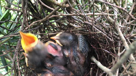 Mom-feeds-chicks-in-nest-and-one-chicks-poops-a-white-ball