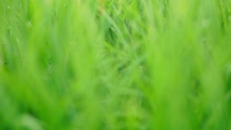 Nahaufnahme-Der-Schönen-Reispflanzen-In-Einem-Wunderschönen-Reisfeld-Auf-Bio-Bauernhöfen-Bei-Sonnenuntergang
