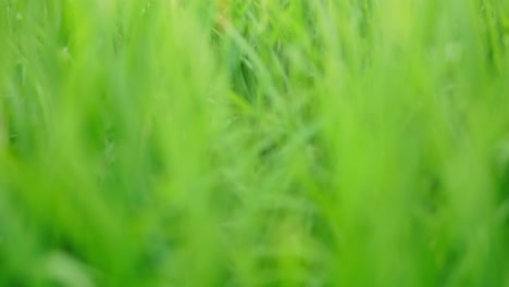 cerca de las hermosas plantas de arroz en un hermoso campo de arroz en granjas orgánicas al atardecer