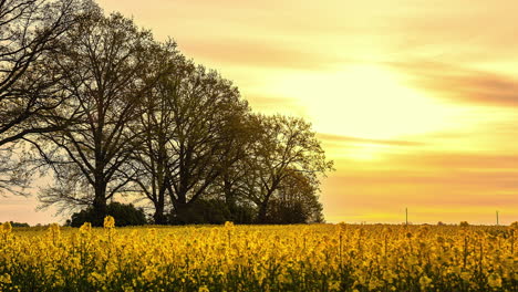 shot of yellow clouds moving in the sky moving over rapeseed field at daytime in timelapse