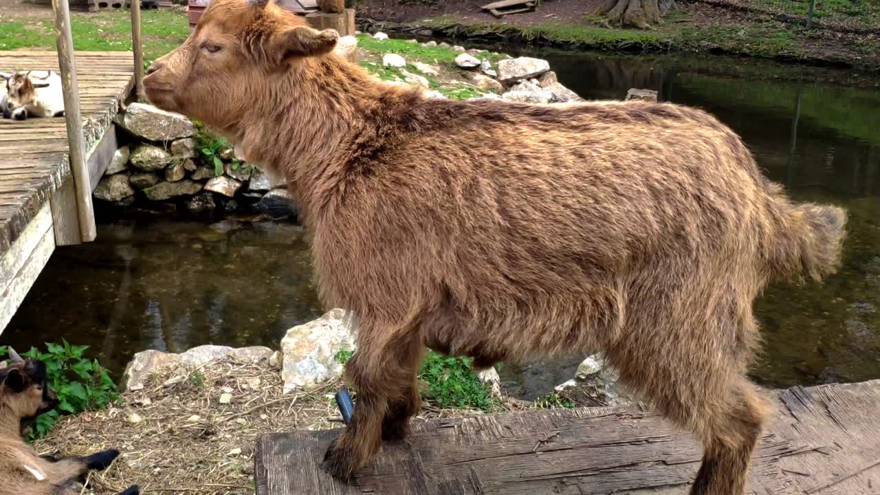 cabra joven en la reserva de animales del parque