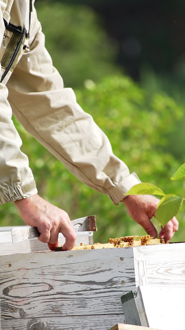 Placing a honey frame with dark wax into a wooden hive. Unrecognized beekeeper working at the bee farm. Blurred green backdrop. Vertical video