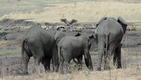 three elephants observing what is happening around a dead hippo in dry african savannah