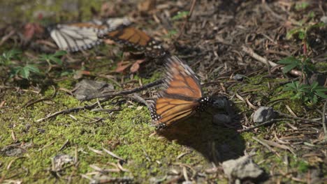 monarch butterflies resting on forest floor