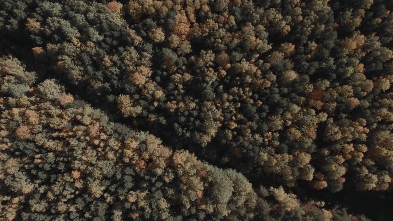 Top down aerial footage of dense mixed forest in peak autumn colors, showing textured canopy patterns and natural landscape in the Ural Mountains, Russia