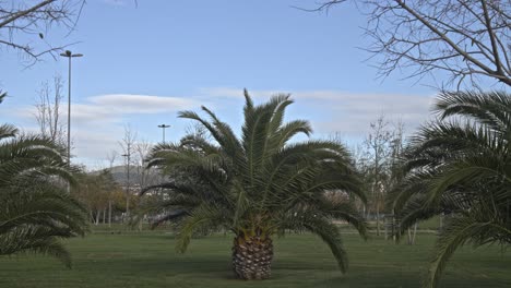 Seaside-park-full-of-trees-in-Maltepe,-Istanbul