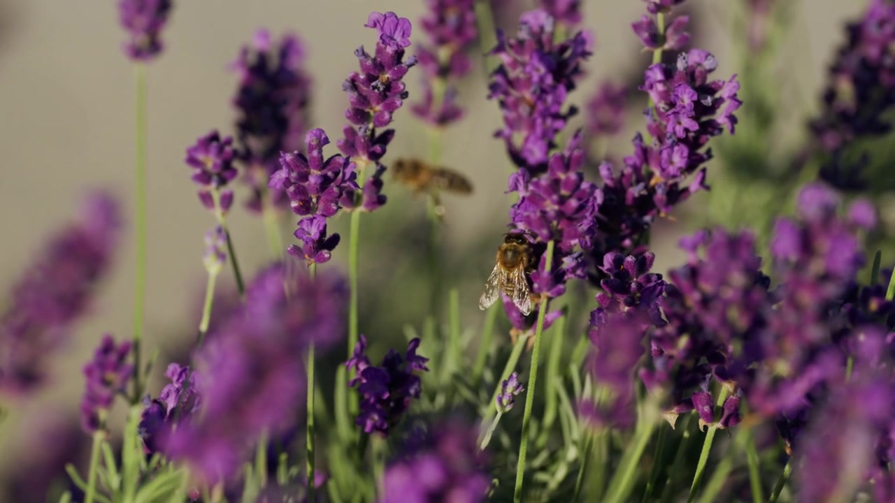 Un'ape che si libra e impollina lavanda viola in un campo illuminato dal sole, impollinazione, giardino, natura e vista estiva rilassante.