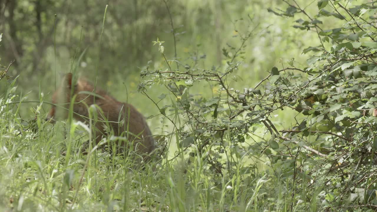 Red fox cub (vulpes vulpes) looking around, in a spring day, in a mediterranean forest, in Tiétar Valley, Spain