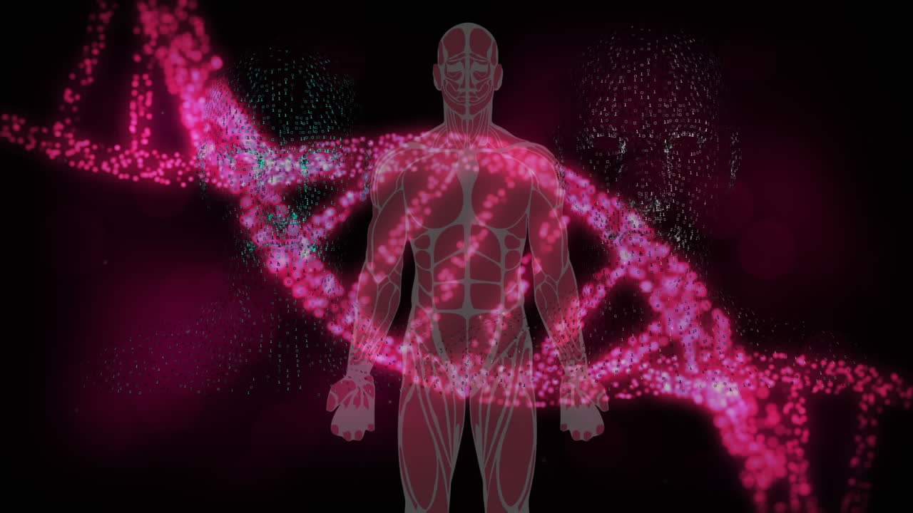 Animation of dna strand spinning over human body | Premium Stock Video ...