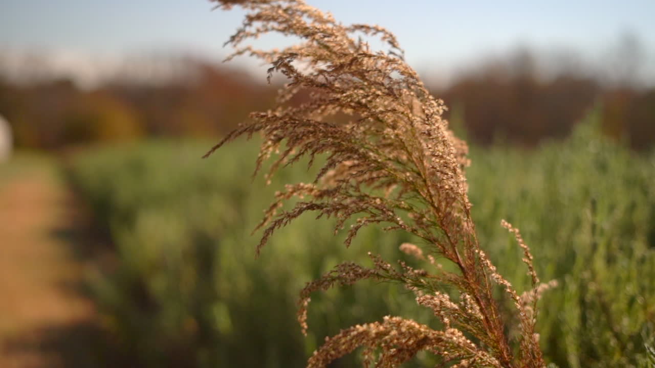 hierba de trigo singular que fluye en la brisa en una tarde ventosa en la granja