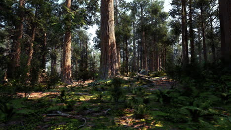 el bosque de sequoias salpicado de sol