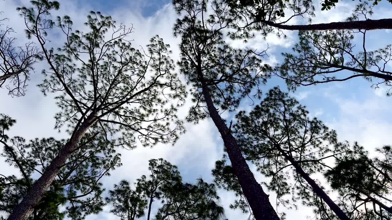 Nuvole che si muovono sopra gli alberi.