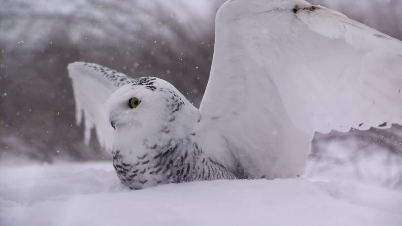 búho nevado en cámara lenta en un paisaje invernal - tundra canadiense - caza de aves rapaces