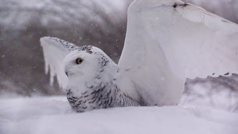 slow motion snowy owl in a winter landscape - canadian tundra - hunting bird of prey