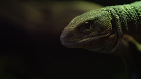 slow motion savannah monitor tongue