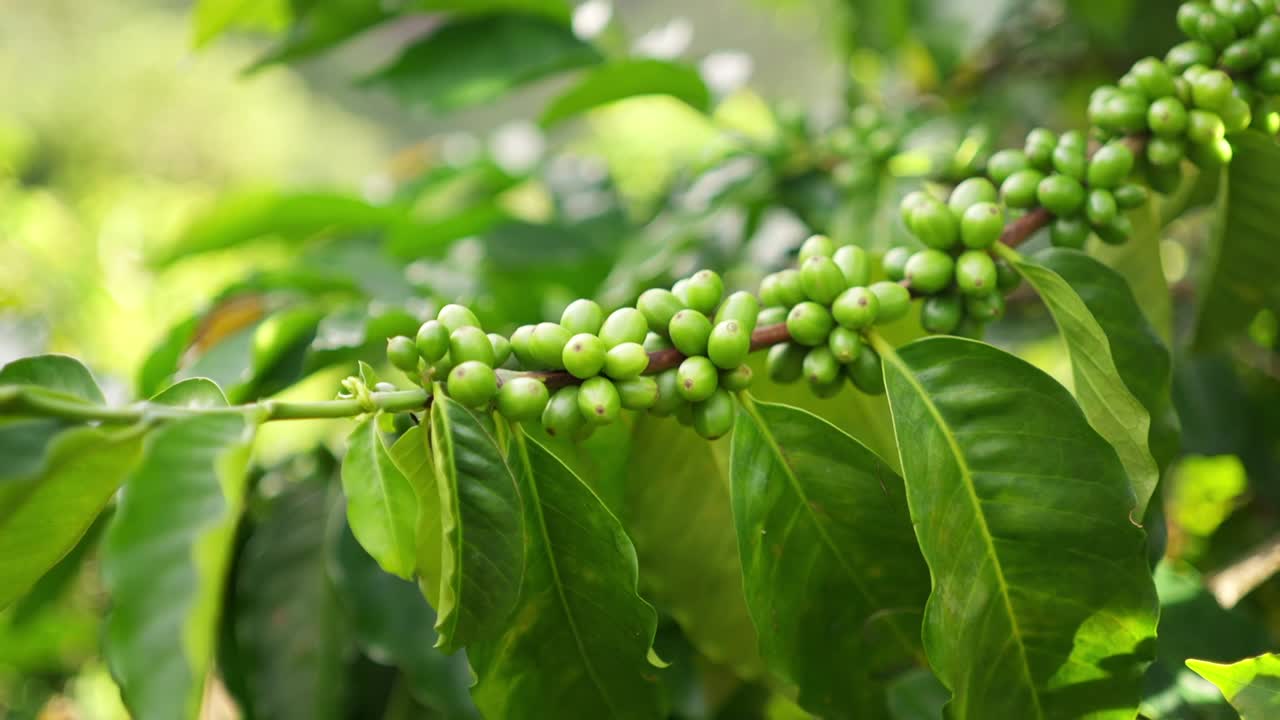 View in daylight of a plant with green coffee beans.