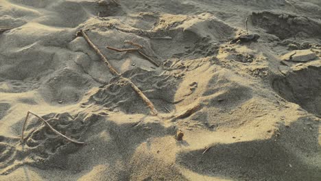 tortuga marina bebé naciendo en una playa turquía