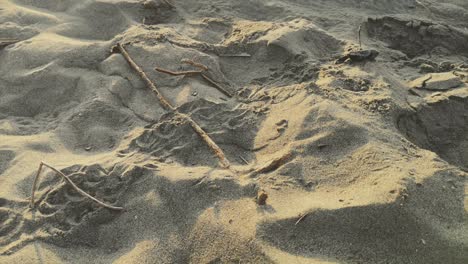 baby sea turtle hatching on a beach turkey