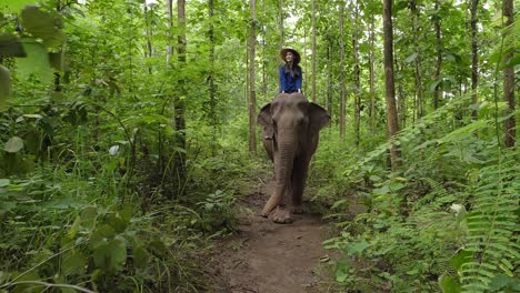 woman riding an elephant in a tropical forest