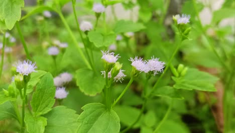 view-of-Bandotan--Flowers