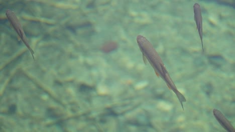 Slow-motion-shot-of-fish-floating-in-clear-transparent-water-taken-from-outside