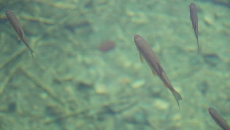 toma en cámara lenta de peces flotando en agua clara y transparente tomada desde el exterior